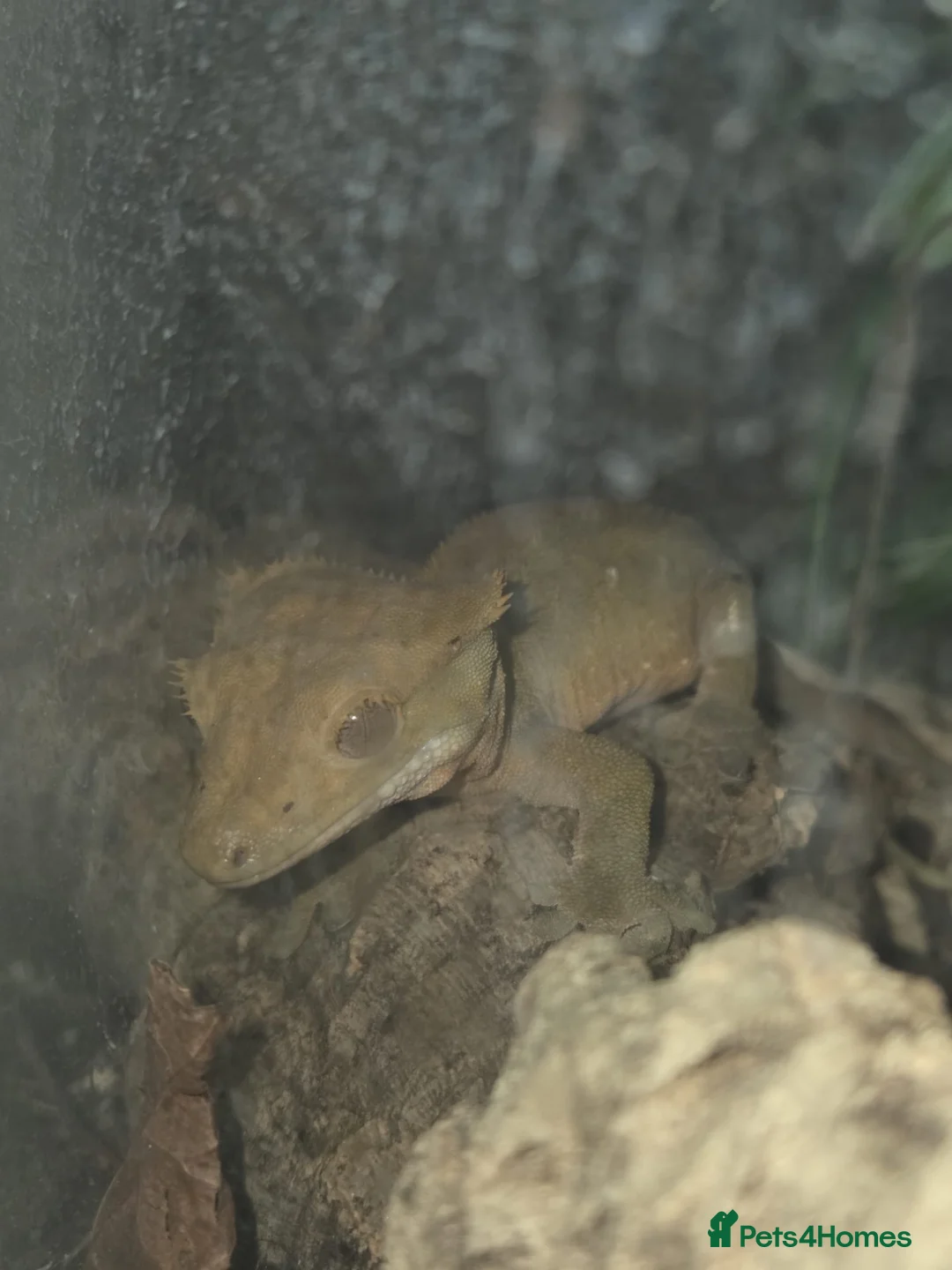 Gecko reptiles for sale: Crested Gecko + full enclosure  in Brackley - Advert 2