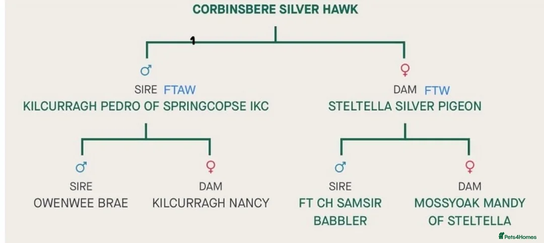 English Springer Spaniel dogs for stud: AT STUD  in Warminster - Advert 5
