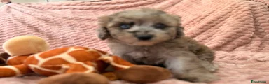 Charlie