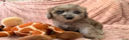 Labradoodle dogs for sale: DNA health tested parents of stunning labradoodles in Ware - Advert 5
