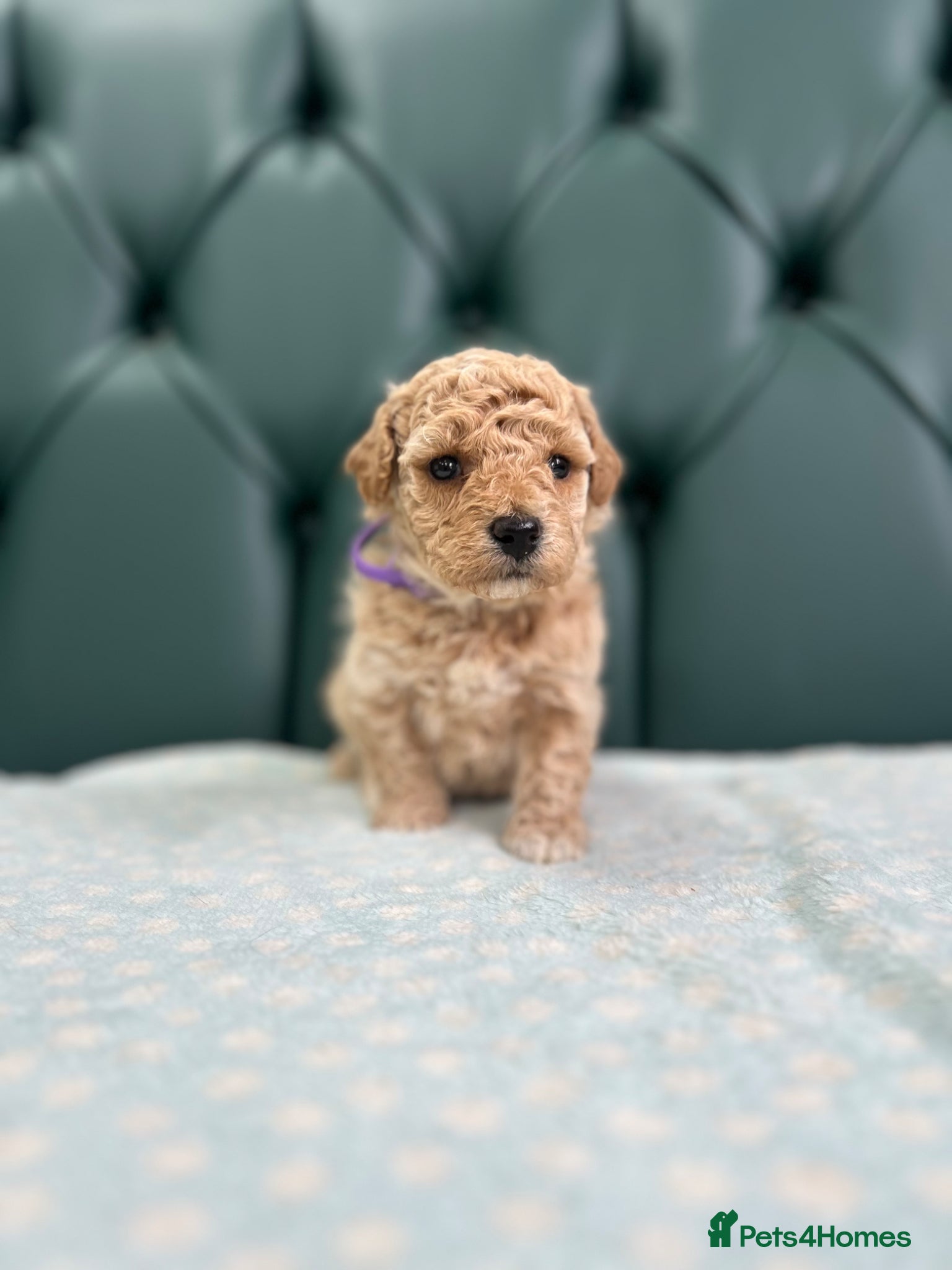Poochon dogs for sale: 5⭐️ Licensed. Health tested Poochons - Advert 12