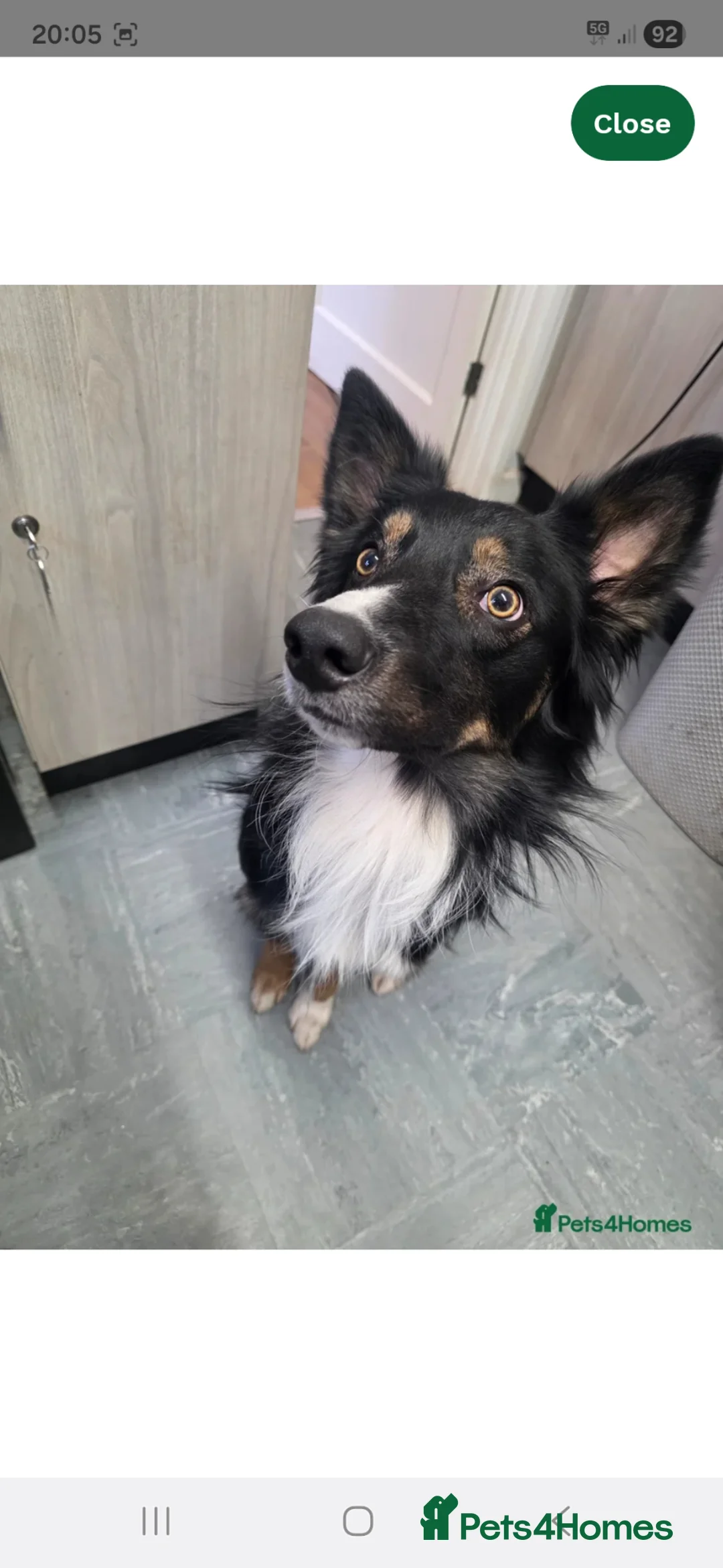 Border Collie dogs for sale: Last gorgeous puppy of a littler of 6. - Advert 2