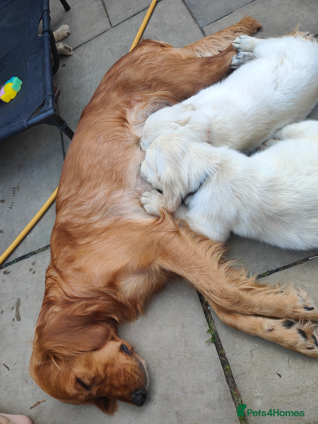 Golden Retriever dogs for sale: Golden retriever chunky pups  - Image 2