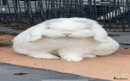 Mini Lop rabbits for sale: Bonded pair of rabbits - NEUTERED MALE  - Image 4