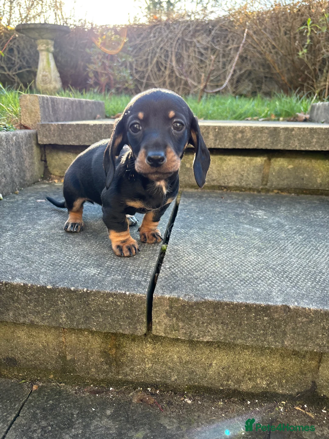 Miniature Dachshund dogs for sale: Last Three Miniature Dachshund Puppies - Advert 2