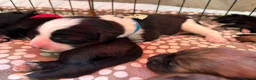 Mixed Breed dogs for sale: Tibetan Saints Puppies - Second Generation  in Bedford - Advert 2