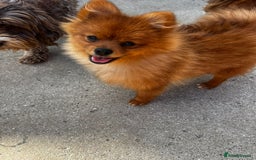 Pomeranian dogs for sale: Beautiful Pomeranian puppies last boy  - Image 4