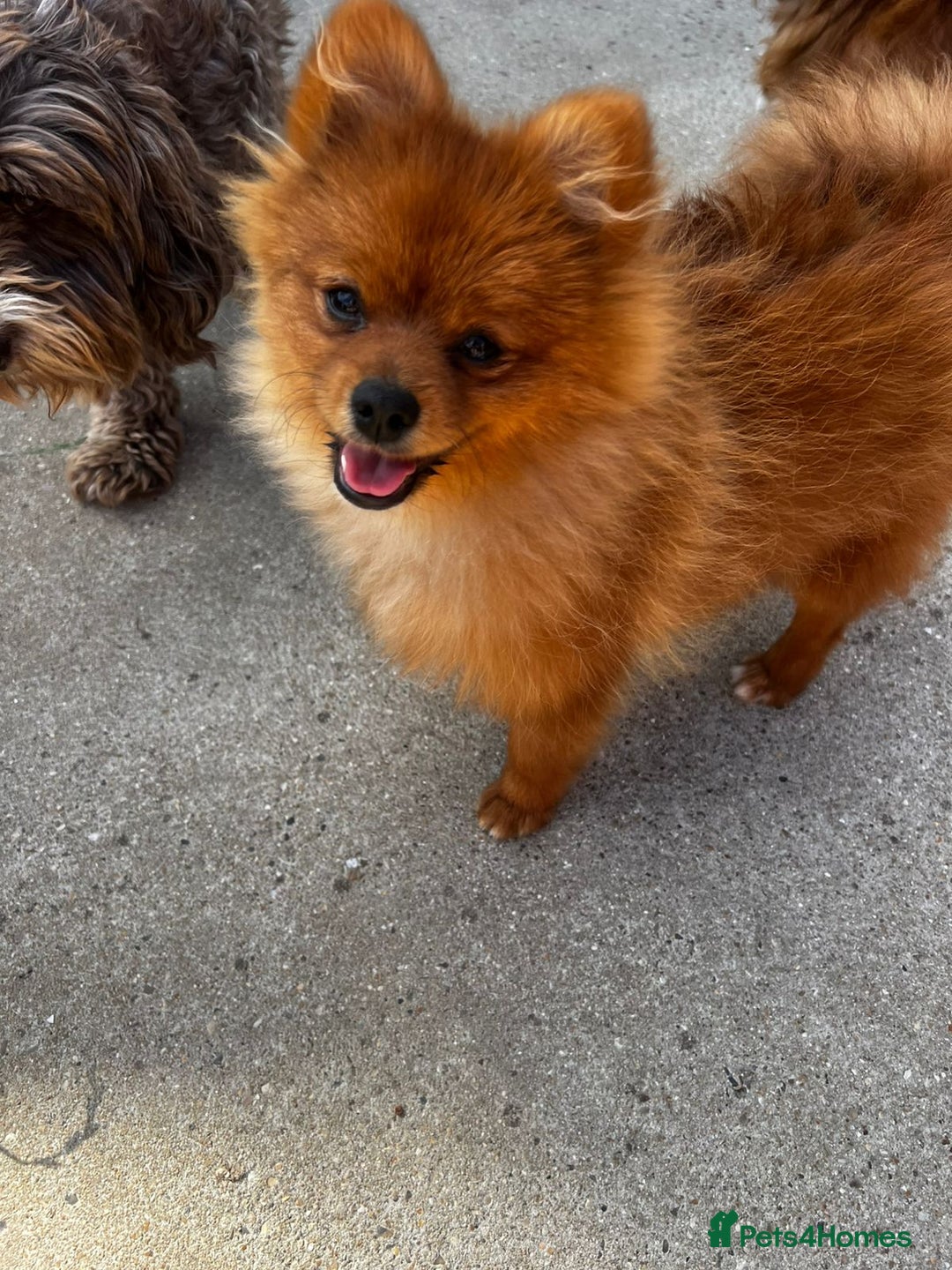 Pomeranian dogs for sale: Beautiful Pomeranian puppies last boy  - Image 4