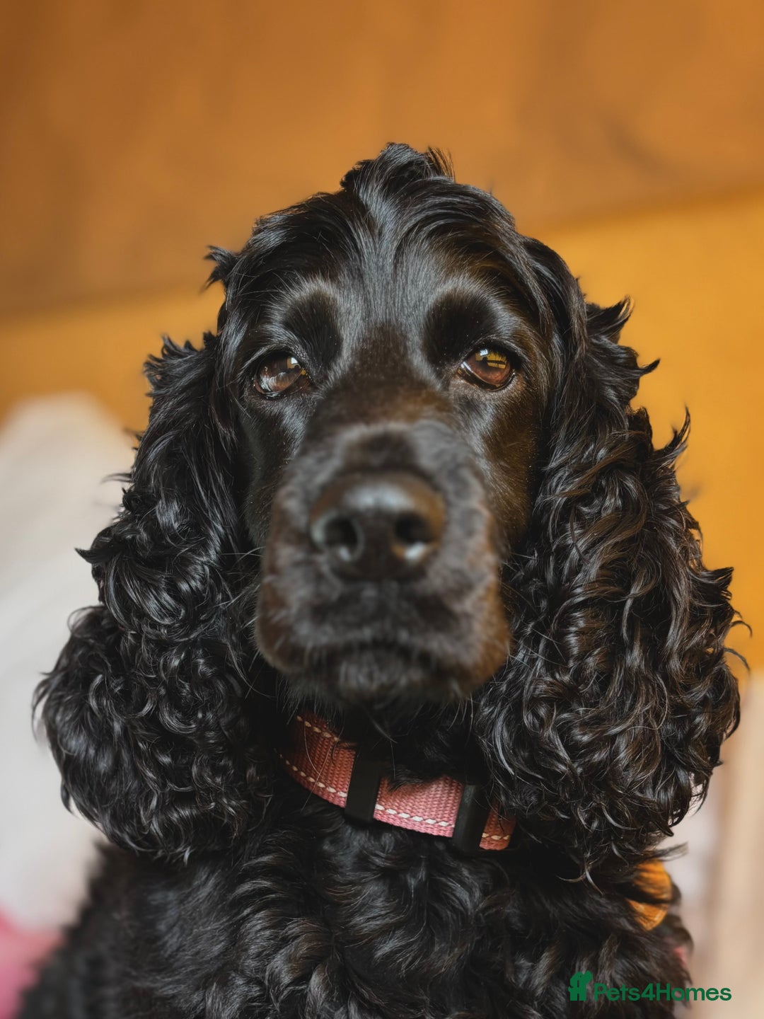 Cocker Spaniel dogs for sale: Beautiful Cocker Spaniel Puppies - Advert 24