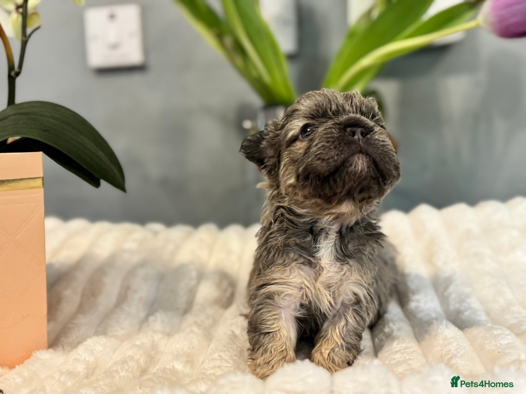French Bulldog dogs for sale: 🩷🏡 Adorable fluffy French Bulldogs - Advert 4