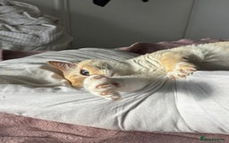 Siamese cats for sale: Ariel - Rescue Siamese - Image 14