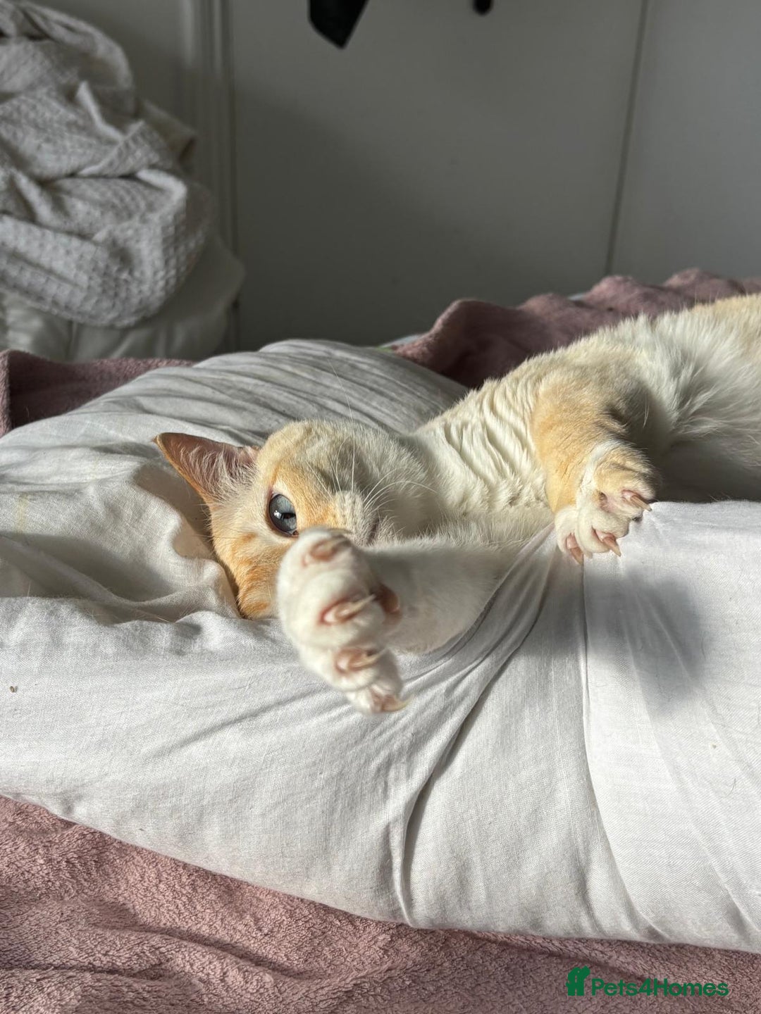 Siamese cats for sale: Ariel - Rescue Siamese - Image 14
