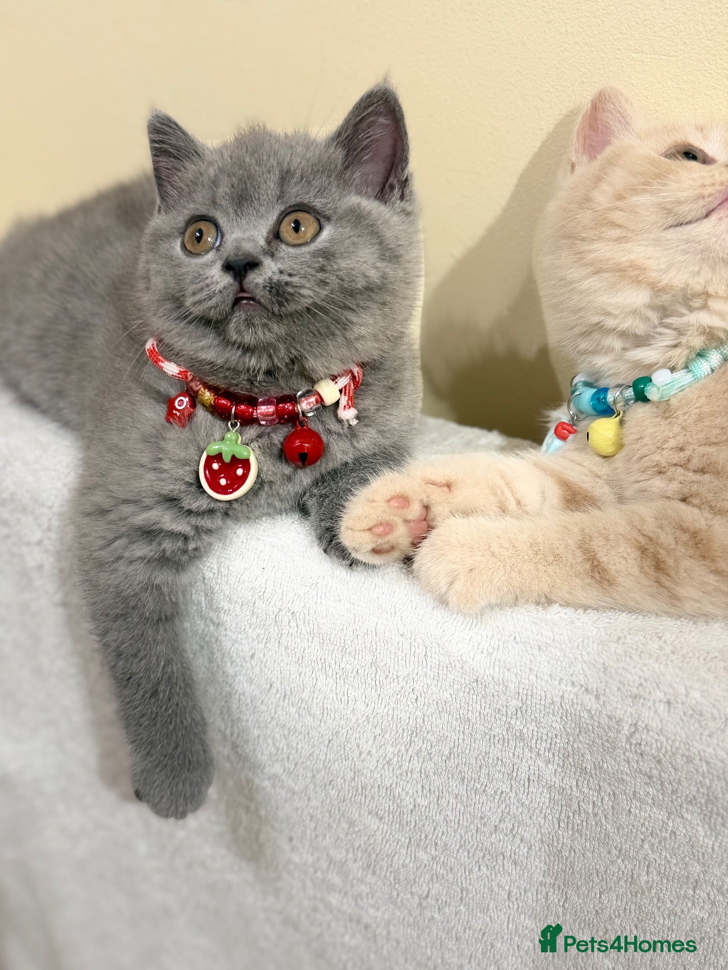 Scottish Fold cats Last female Scottish fold kittens 🐾 - Advert 7