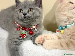 Scottish Fold cats Last female Scottish fold kittens 🐾 - Advert 7