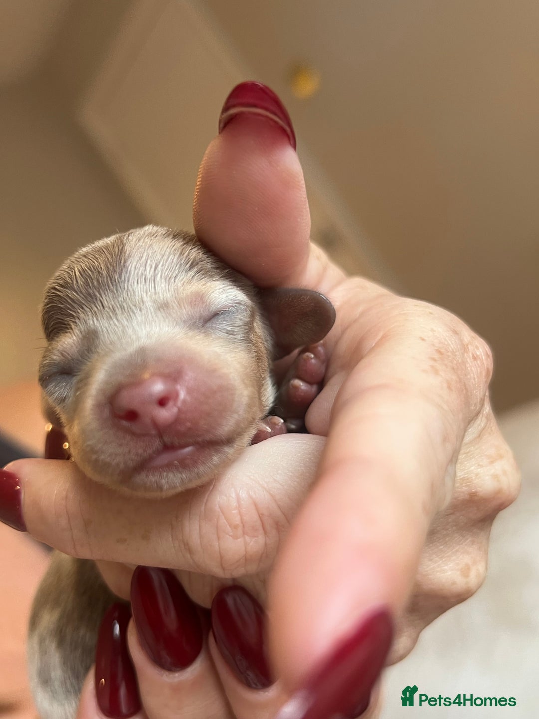 Miniature Dachshund dogs for sale: Beautiful litter of miniature dachshund  - Advert 21