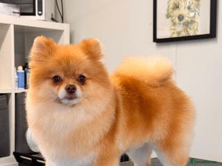 Pomeranian dogs Beautiful Pomeranian Girl - Advert 11