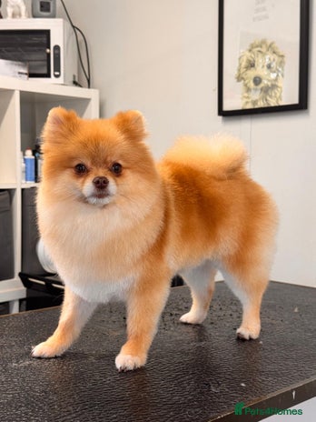 Pomeranian dogs Beautiful Pomeranian Girl - Advert 3