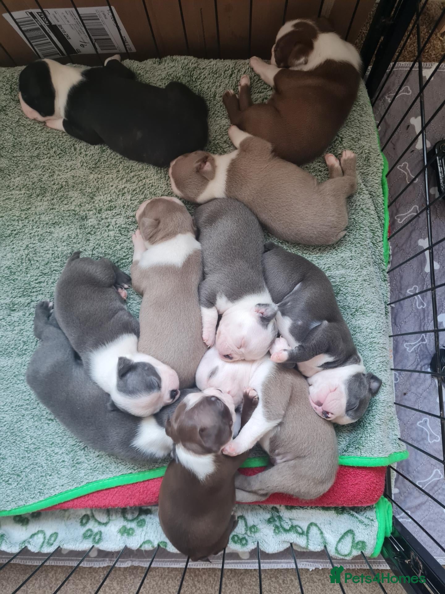 Boston Terrier dogs KC registered Boston Terrier Puppies  - Advert 7
