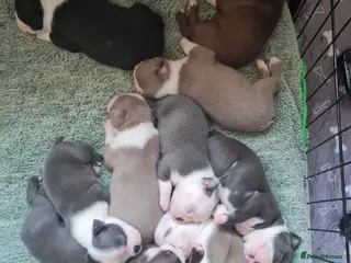 Boston Terrier dogs KC registered Boston Terrier Puppies - Advert 7