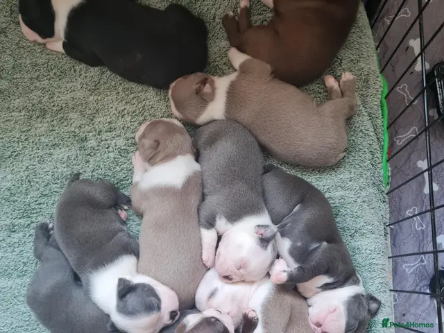 Boston Terrier dogs KC registered Boston Terrier Puppies - Advert 8