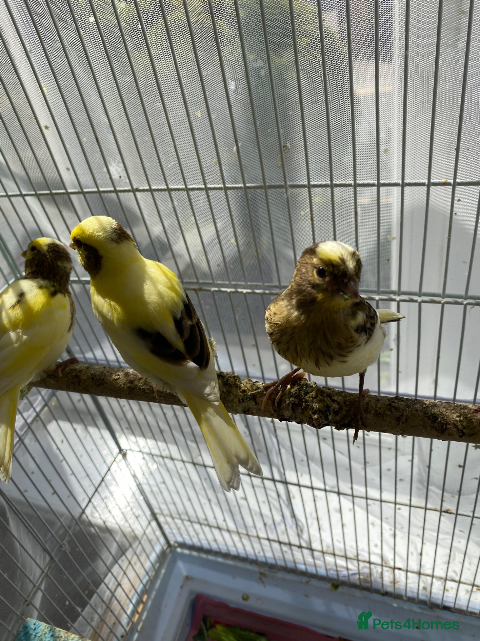 Canaries birds 3 baby canaries  - Advert 3