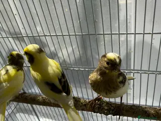 Canaries birds 3 baby canaries - Advert 1