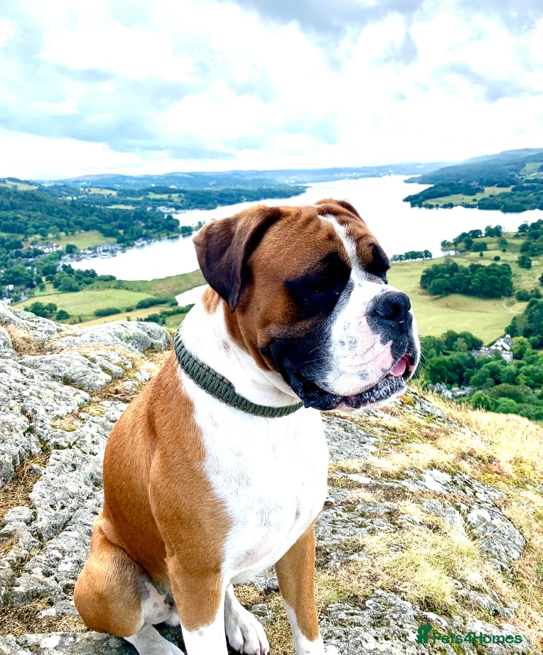 Boxer dogs for stud: Super family pet boxer for stud in Haywards Heath - Advert 2