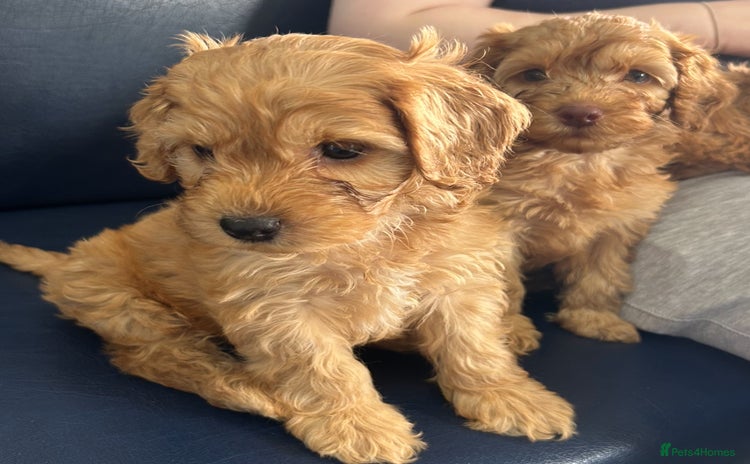 Cockapoo dogs in Ebbw Vale - Advert 16