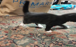 British Shorthair cats for sale: 4 kittens for sale ready for collection - Image 3