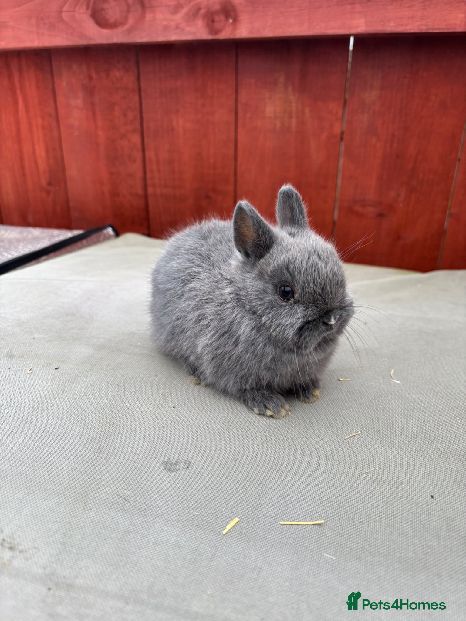 Netherland Dwarf rabbits Baby Netherland dwarf  - Advert 14