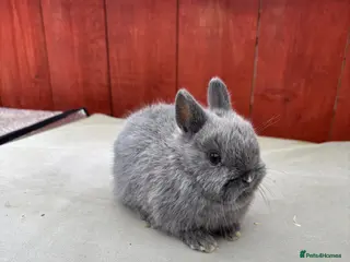 Netherland Dwarf rabbits Baby Netherland dwarf - Advert 14