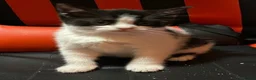 Mixed Breed cats for sale: Beautiful kittens - Advert 4