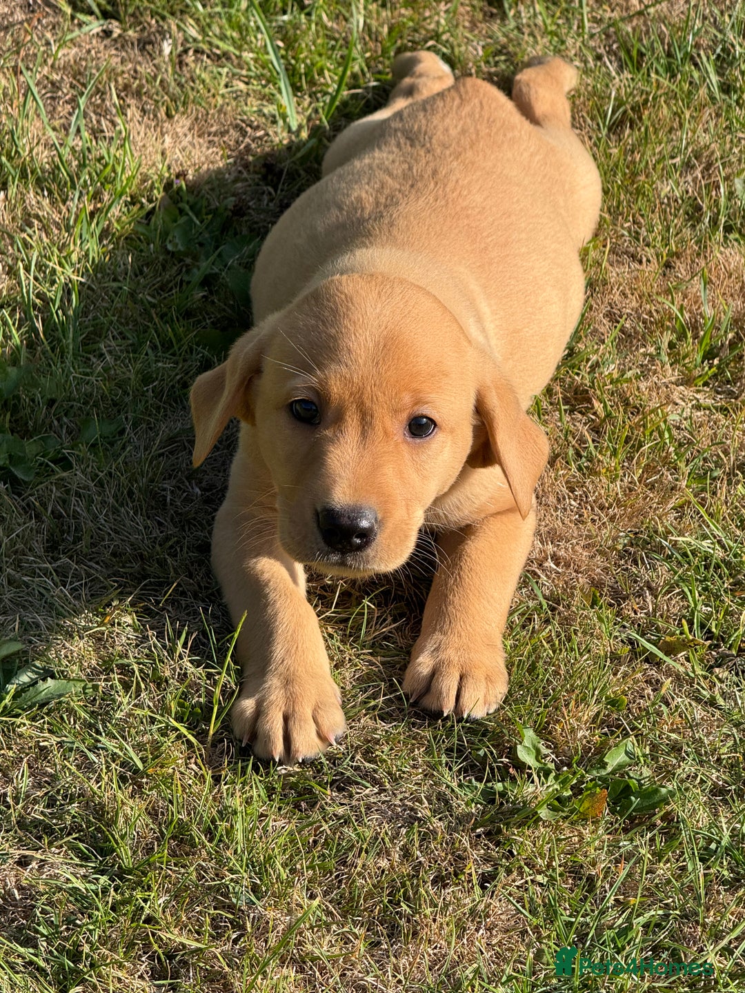 Labrador Retriever dogs for sale: Lovely KC Registered Labrador Puppies - Image 10