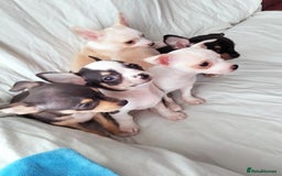 Chihuahua dogs for sale: Gorgeous Baby Chihuahua puppies  - Image 22