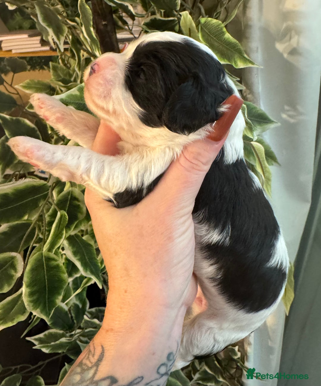 Cavapoo dogs for sale: Beautiful fully DNA tested Cavapoo's  - Image 33