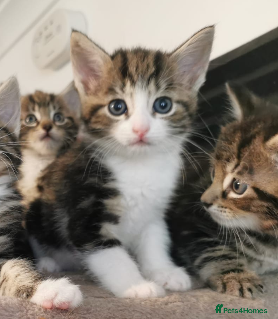 Mixed Breed cats Extra-cuddly, hand-reared, vet checked kittens  - Advert 2