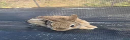 Netherland Dwarf rabbits for sale: Netherland Dwarf Agouti - Advert 2