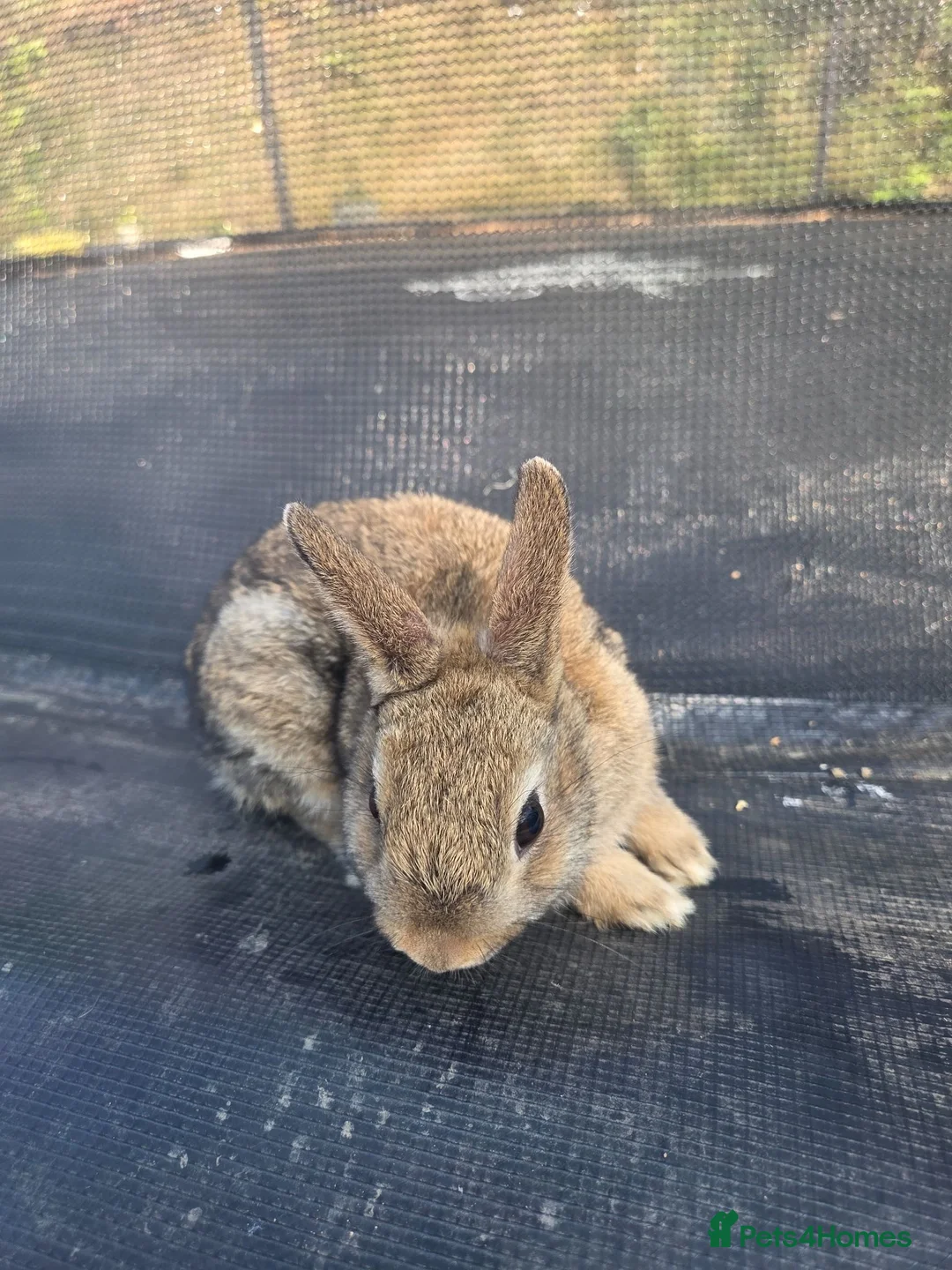Netherland Dwarf rabbits for sale: Netherland Dwarf Agouti - Advert 2