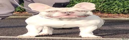 French Bulldog dogs for stud: Mr FIZZ 🫧 DWKC + NEBBR registered  - Advert 2