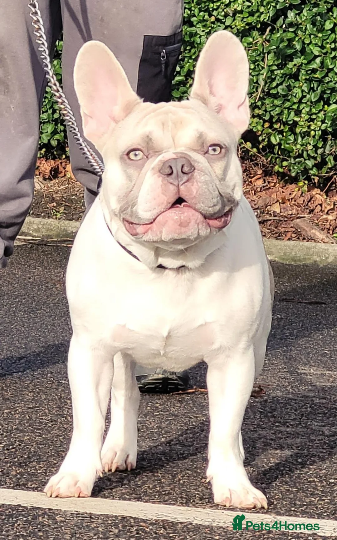 French Bulldog dogs for stud: Mr FIZZ 🫧 DWKC + NEBBR registered  - Advert 2
