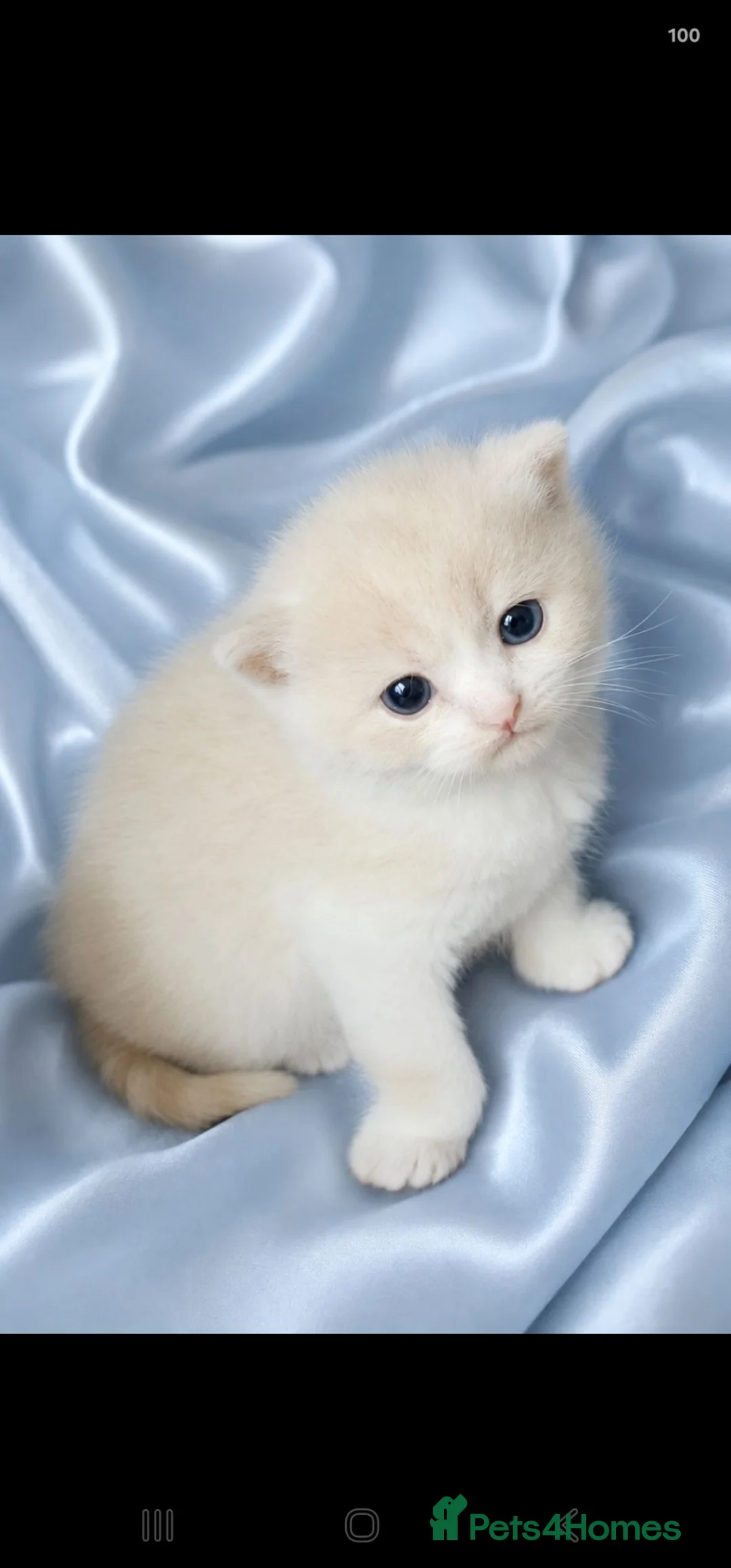 British Shorthair cats for sale: GCCF/TICA registered beautiful litter - Advert 18
