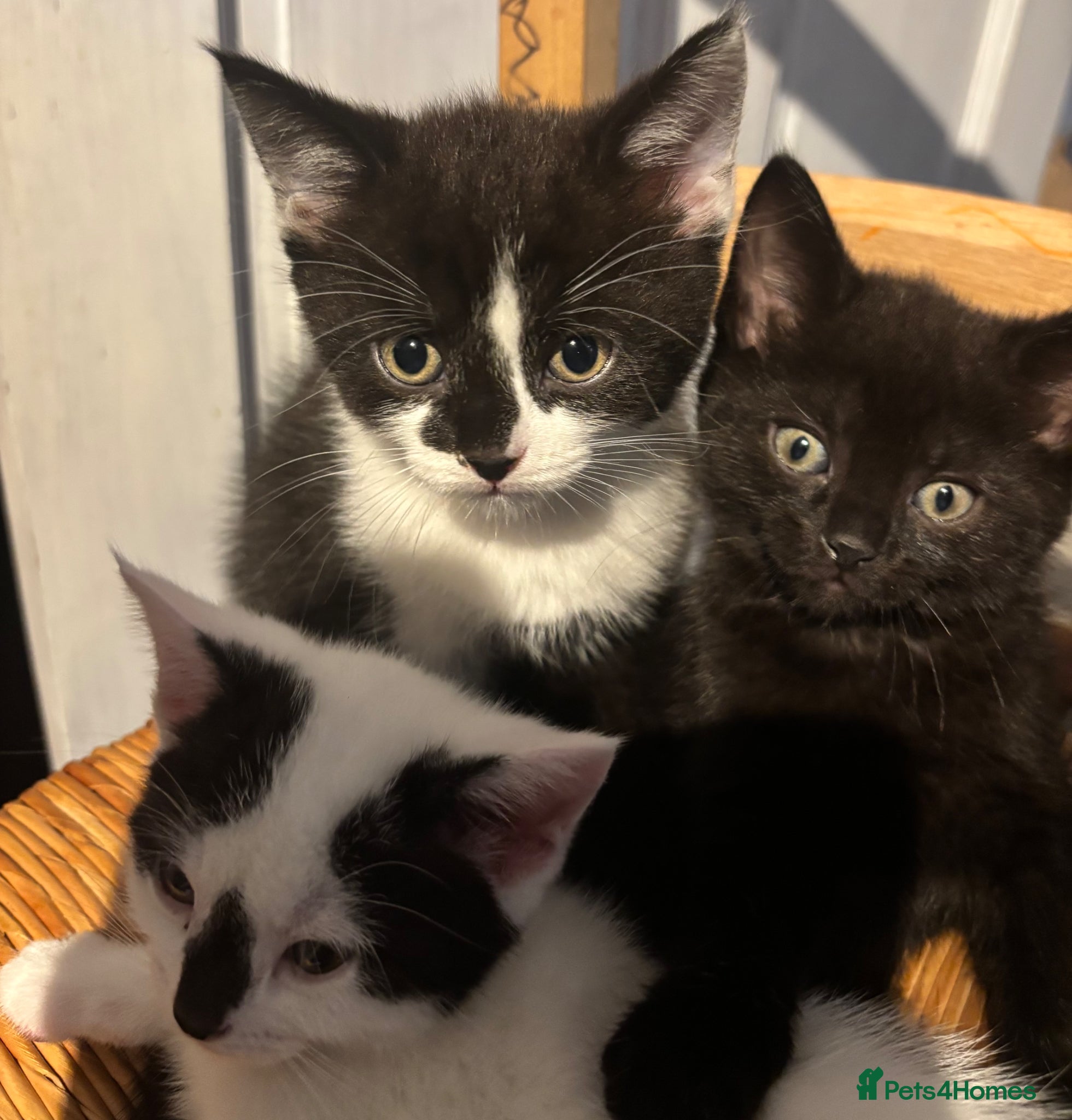 Mixed Breed cats for sale: Black & White Male kitten for sale in Fareham - Advert 4