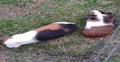 Guinea Pig rodents - Advert 1