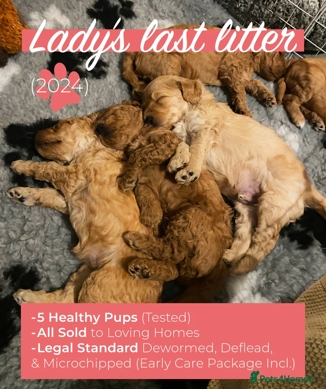 Australian Labradoodle dogs for sale: Australian Labradoodle Puppies (COMING SOON) in Manningtree - Advert 3