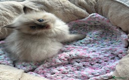 Ragdoll cats for sale: 💞 RAGDOLL Kittens Ready 13th August GrCh Blood - Image 8
