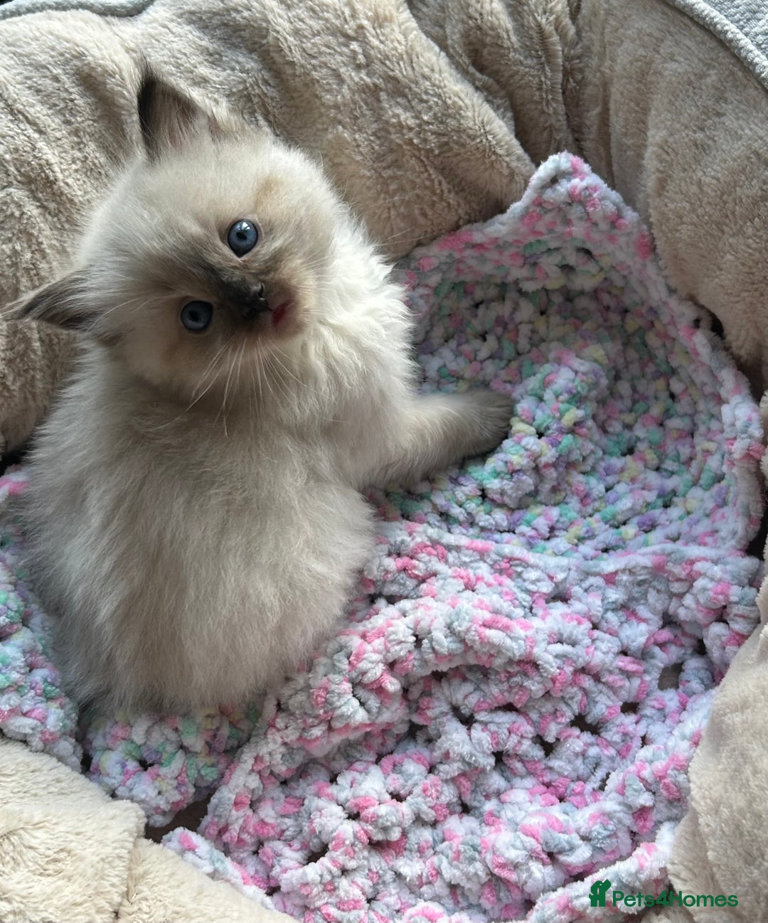 Ragdoll cats for sale: 💞 RAGDOLL Kittens Ready 13th August GrCh Blood - Image 8