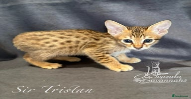 Savannah cats - Advert 4