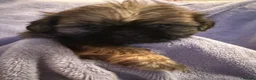 Shih Tzu dogs for sale: Stunning imperial Shihtzu puppies Kc registered  - Advert 10