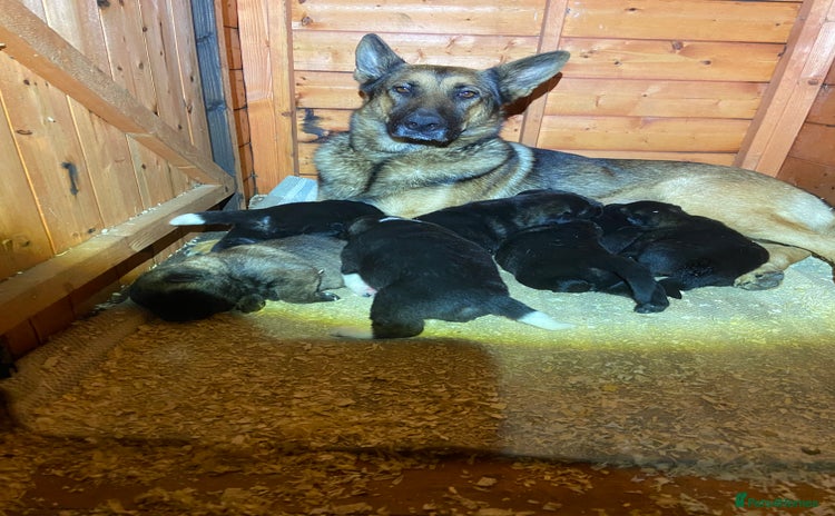 Mixed Breed dogs - Advert 4