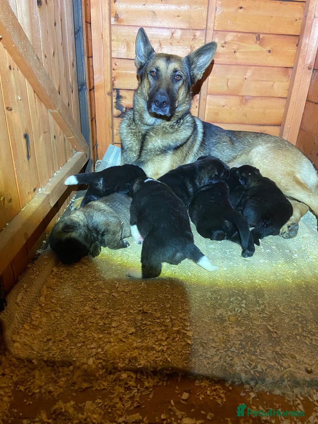 Mixed Breed dogs for sale: GSD X Akita puppies looking for new homes in Oct - Image 1